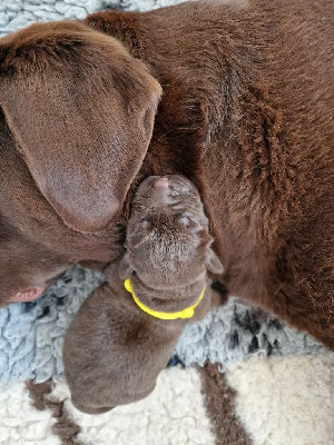My sweet love - Labrador Retriever - Portée née le 10/05/2022