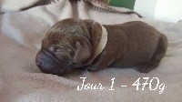 My sweet love - Labrador Retriever - Portée née le 01/05/2018