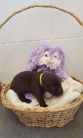 My sweet love - Labrador Retriever - Portée née le 05/04/2017